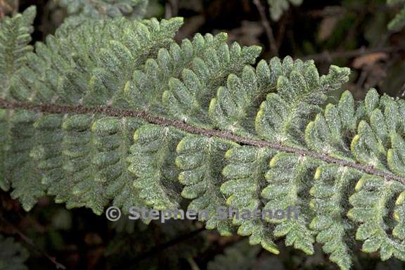 cheilanthes bonariensis 2 graphic